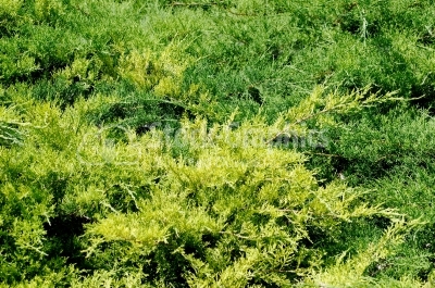 Green bush photo