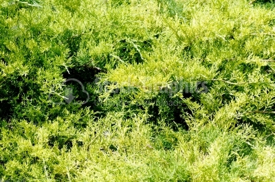 Green bush photo