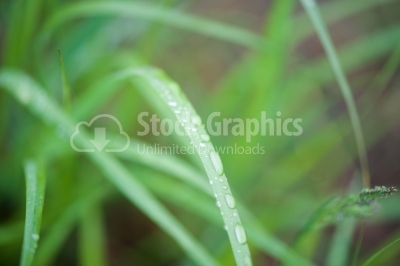 Green Grass Dew Drops Close-up