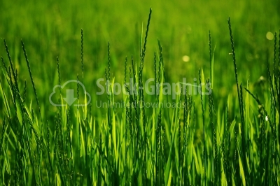 Green grass on green background