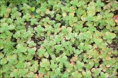 Green herbal texture