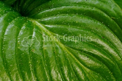 Green leaf close-up 