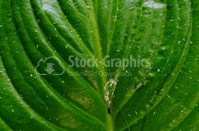 Green leaf close-up 