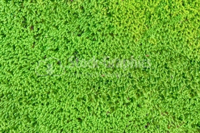 Green moss background close up