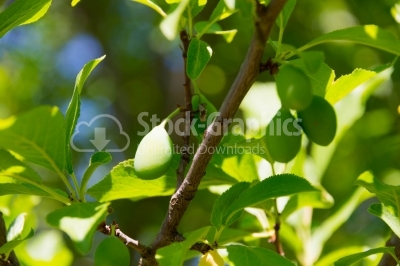 Green plums in the summer