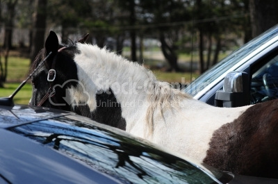 Horse in cars park