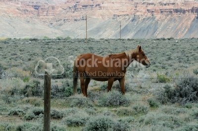 Horse in the meadow - Stock Image