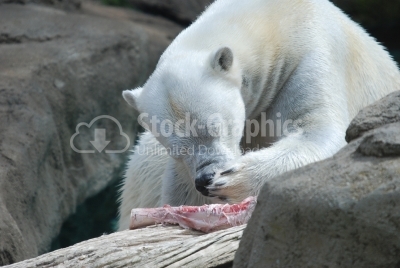 Hungry Polar Bear - Stock Image