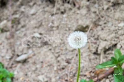Image focused on a dandelion
