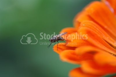 Insect on a orange flower