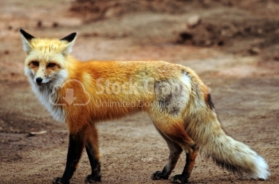 Juvenile Red Fox (Vulpes vulpes)