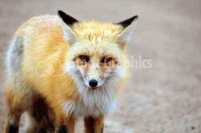Juvenile Red Fox (Vulpes vulpes)