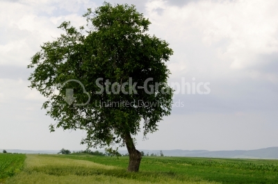 Lonely tree - Stock Image