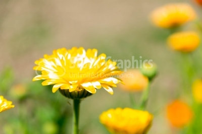 Marigold flower in sun