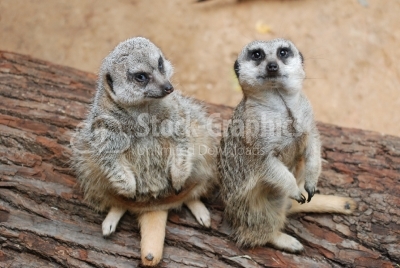 Meerkats - Stock Image