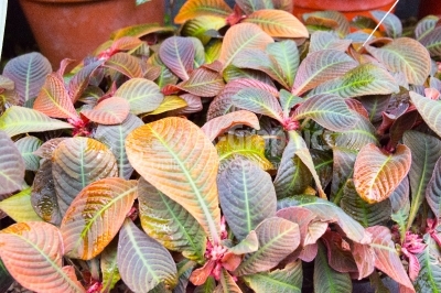 Multi-coloured leaves 