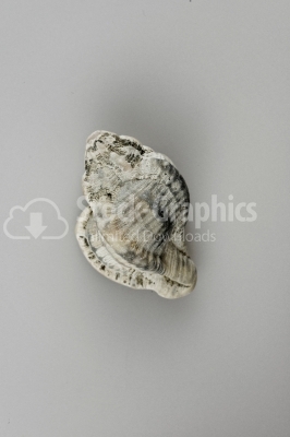 Old conch shell - Stock Image