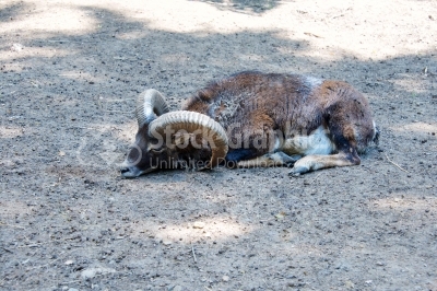 One wild male bighorn sheep lying on the floor