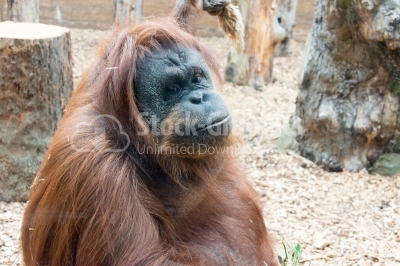 Orangutan close up