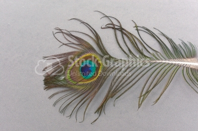 Peacock feather against a white wall