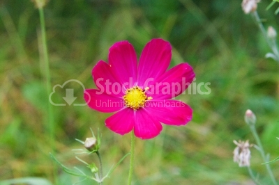 Pink cosmos flower family fompositae, cosmos flower in field