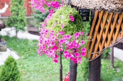 Pretty pink flowers in hanging basket