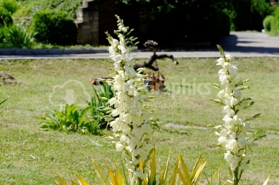 Pure Yucca flowers