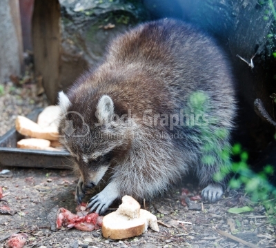 Raccoon eating meat