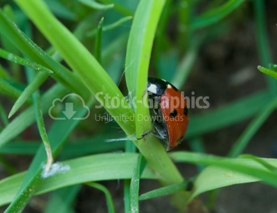 Red ladybird with seven black dots sitting on green grass. Beaut