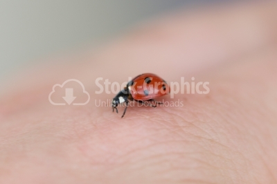 Red ladybug on woman hand ladybird human skin nature spring