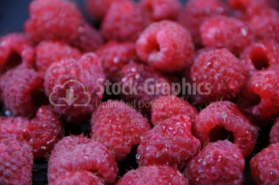 Red Raspberries - Stock Image