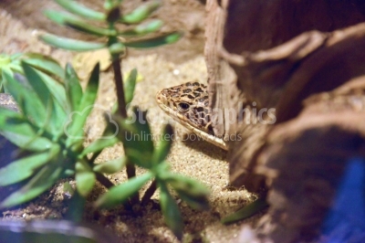 Reptile hidding under some rocks