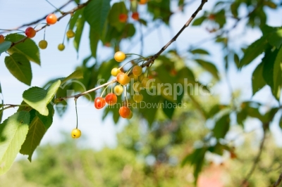 Ripe and unripe cherries in summer