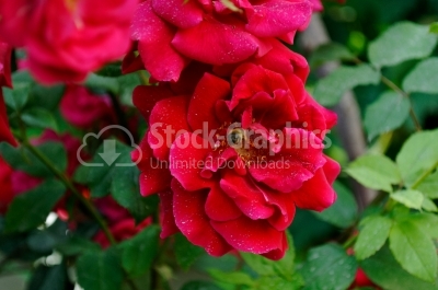 Rose bush - Stock Image