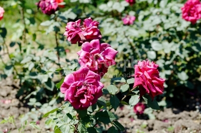 Rose Garden - Stock Image