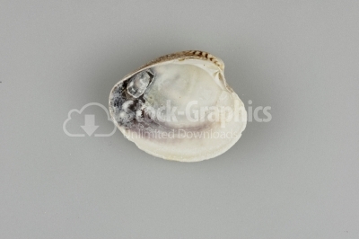Scallop Seashell 