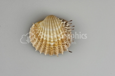 Scallop seashell  image on white