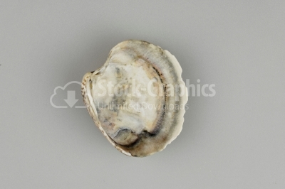 Scallop Seashell photo