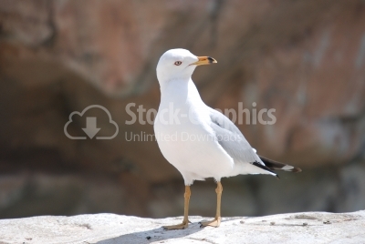 Seagull Portrait - Stock Image