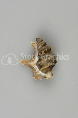 Seashell - photo