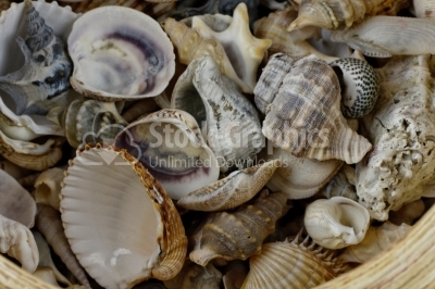 Seashells as background - Stock Image