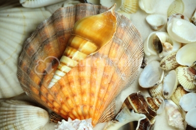 Seashells pieces