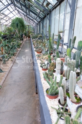 Section of cactuses at the botanical garden