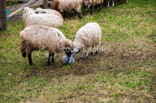 Sheeps eating salt