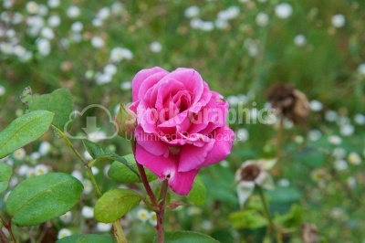 Simple pink rose in the garden