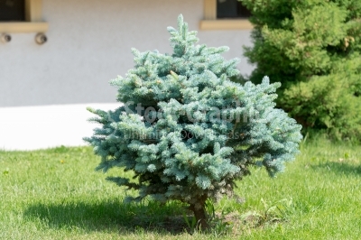Single fir tree in the middle of the garden
