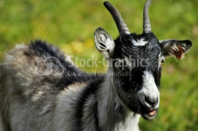 Single Goat On Grass One Summer Day - Stock Image