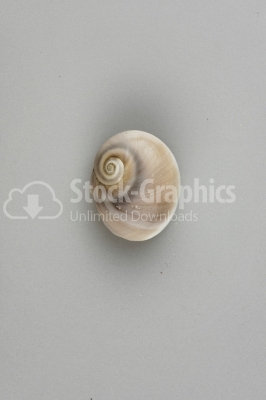 Snail-shell - Stock Image