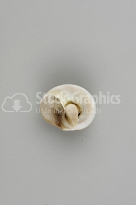 Snail-shell - Stock Image