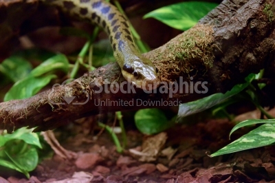 Snake facing to the camera